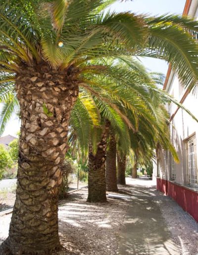 EHPAD, maison de retraite à Lattes, allée de palmiers