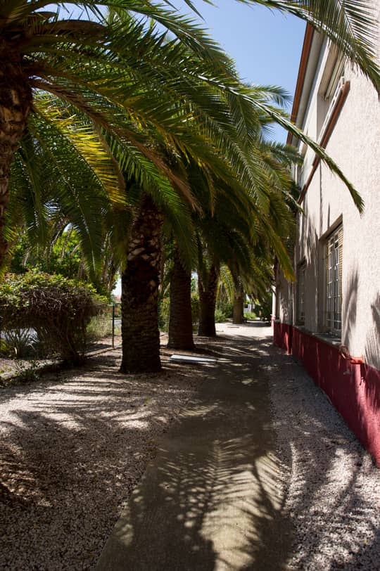 EHPAD, maison de retraite à Lattes, allée de palmiers ombragée