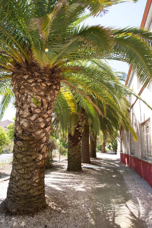 EHPAD, maison de retraite à Lattes, allée de palmiers