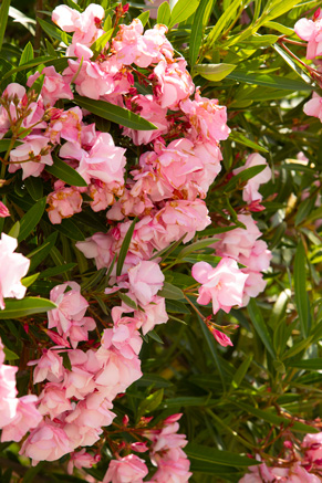 Laurier rose dans le jardin de l'EHPAD près de Montpellier
