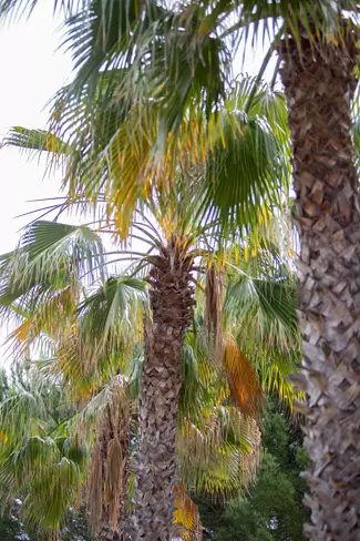 Palmiers à l'EHPAD la Cyprière